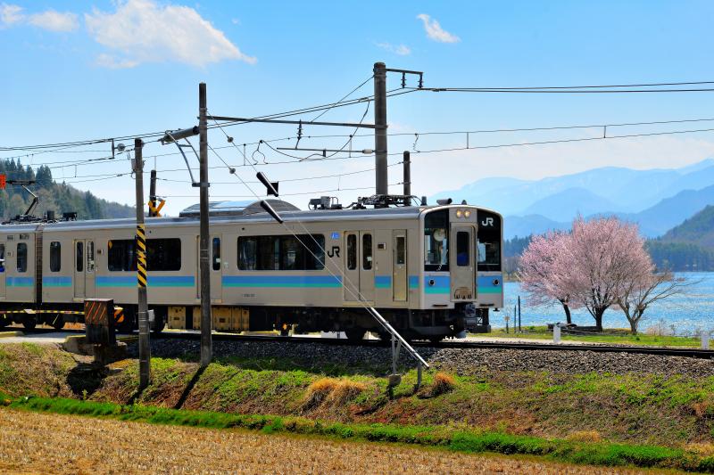 [ 木崎湖の桜 ]  木崎湖に沿って走るJR大糸線の車窓からよく見えます。国道148号の歩道から撮影。踏切を渡ると桜の近くに行けます。