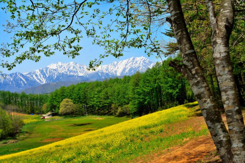 [ 春の中山高原 ]  残雪の北アルプス、丘の斜面を埋め尽くす菜の花、芽吹いた樹々の新緑。さわやかな春の風景。