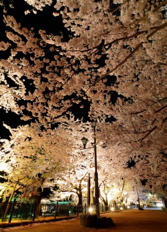 [ 夜桜並木 ]  臥竜公園「さくらまつり」ライトアップされた桜並木は幻想的。
