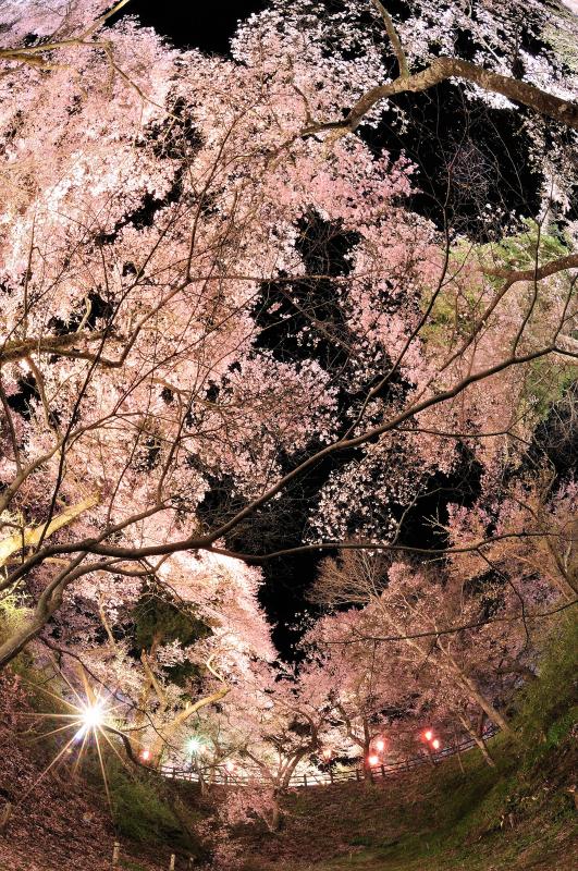 [ 桜天井 ]  高遠城址公園は桜の森のような空間でした。