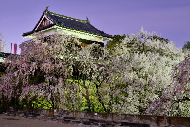 [ 上田城千本桜まつり ]  満開の桜に包まれる石垣。咲き誇る桜が深い堀を埋め尽くします。