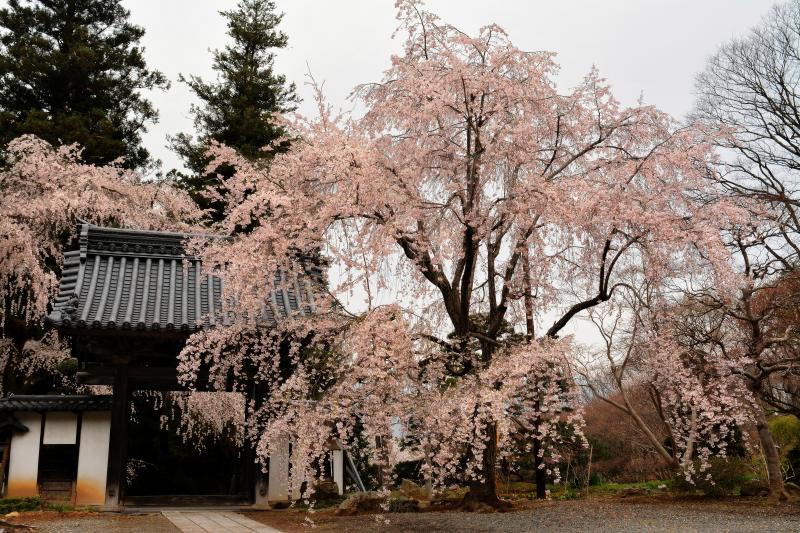 [ 耕雲寺の桜 ]  