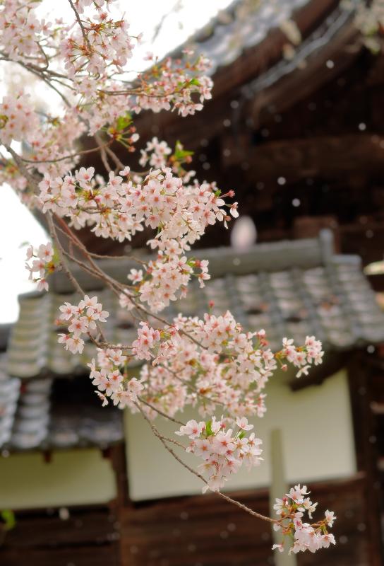 [ 桜舞う ]  穏やかな風が桜を揺らし ヒラヒラと舞い散る花びら。