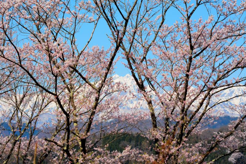 [ 鹿島槍ヶ岳 ]  成就周辺には背の高い桜の木があります。