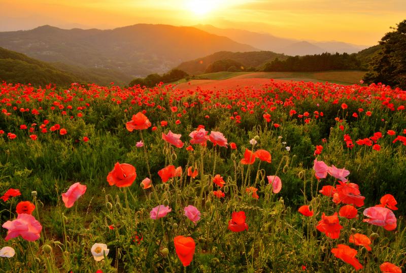 [ ポピー畑の夕暮れ ]  秩父の山並みの向こうに陽が沈みます。夕焼け色に染まるポピー畑の黄昏風景。