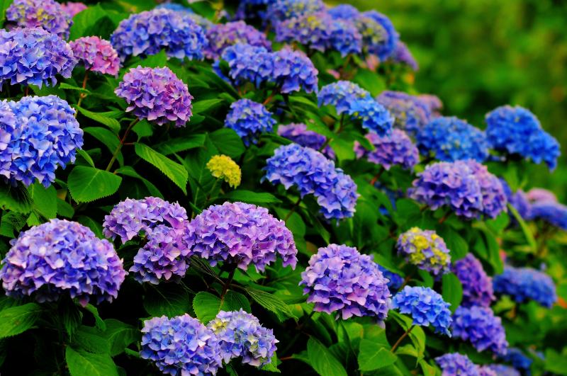 [ 青から紫へ ]  こぶりなアジサイがたくさん咲いている場所です。