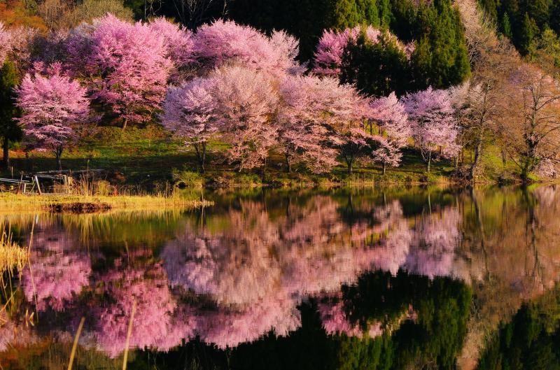 [ 中綱湖 中心部 ]  桜が密集している部分。見る角度によって違った趣があります。風が吹き揺らぐ湖面。