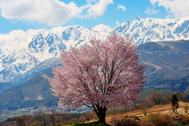 白馬三山と一本桜| 残雪の北アルプスの迫力。信州 白馬村の春。