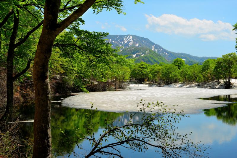 [ 早春の鎌池 ]  鎌池の北側から南を望む。鎌池の大部分が氷に覆われていました。