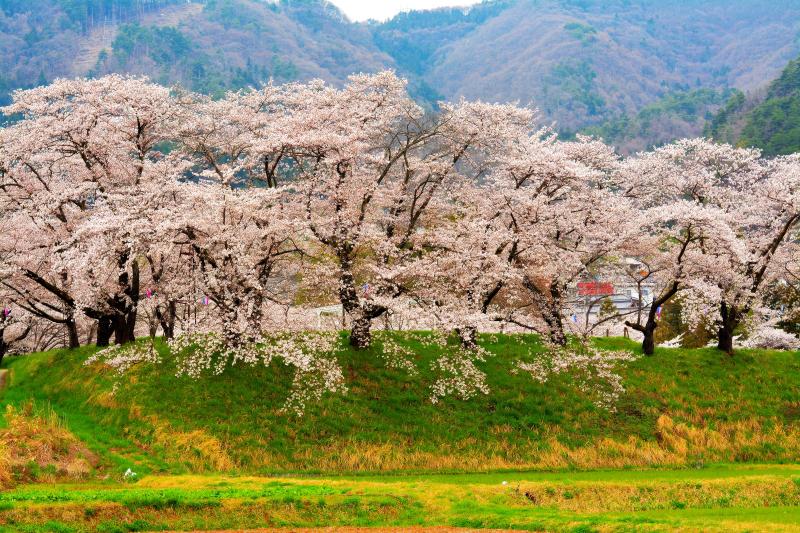 [ 治田公園の桜 ]  