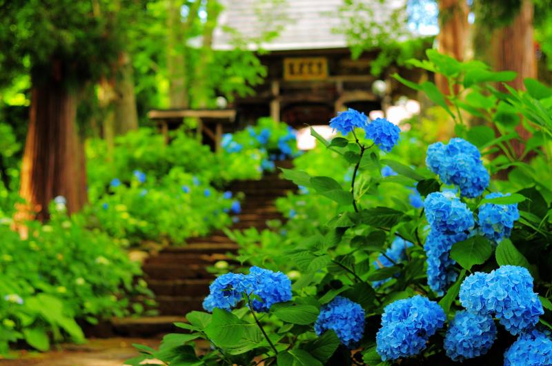 信州 善光寺平 紫陽花めぐり ピクスポット 絶景 風景写真 撮影スポット 撮影ガイド カメラの使い方