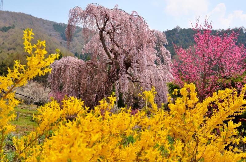 [ 色彩豊かな春 ]  黄色やピンク 花が咲き競っています。