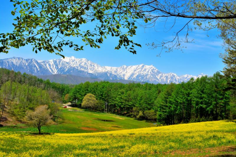 [ さわやか信州 ]  北アルプスを望む菜の花の丘に立つ一本桜。新緑の頃には見頃を過ぎていました。