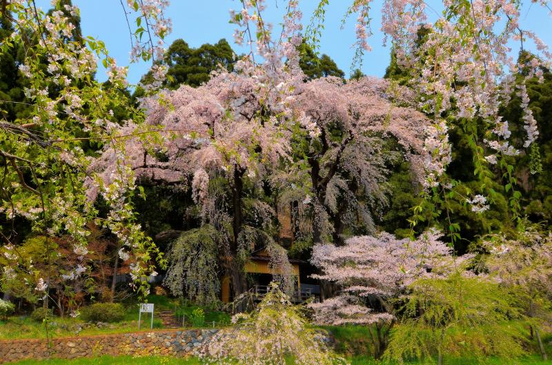 [ 観音堂の夫婦桜 ]  