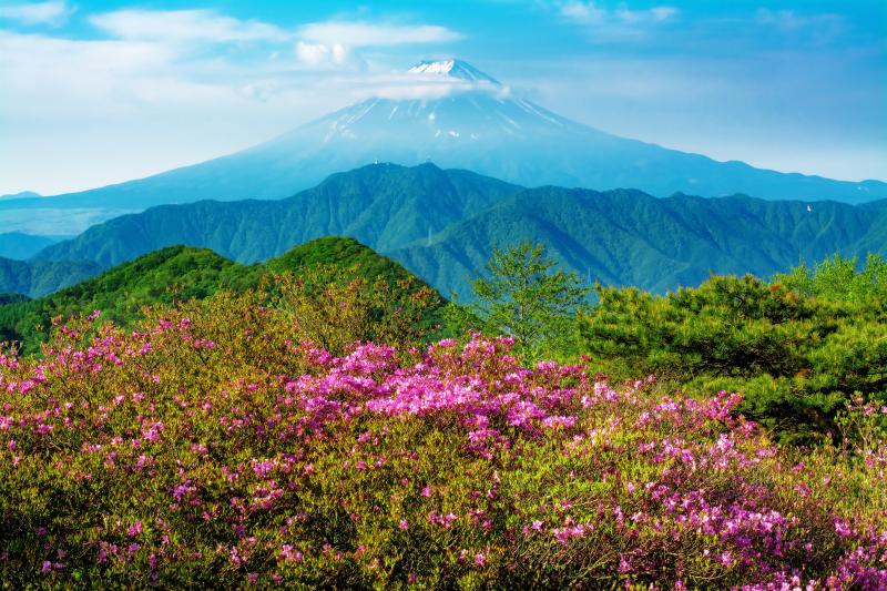 [ ミツバツツジと富士山 ]  