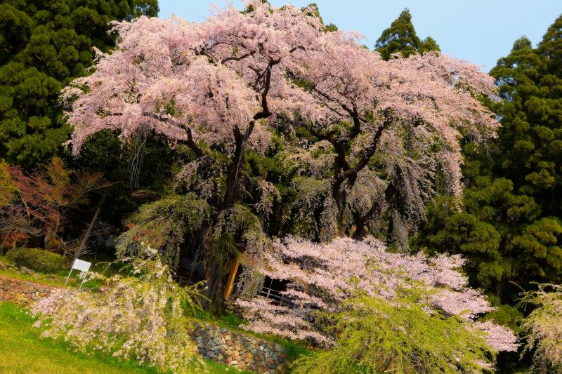 [ 観音堂の夫婦桜 ]  背の高い枝垂桜が二本並び立つ。