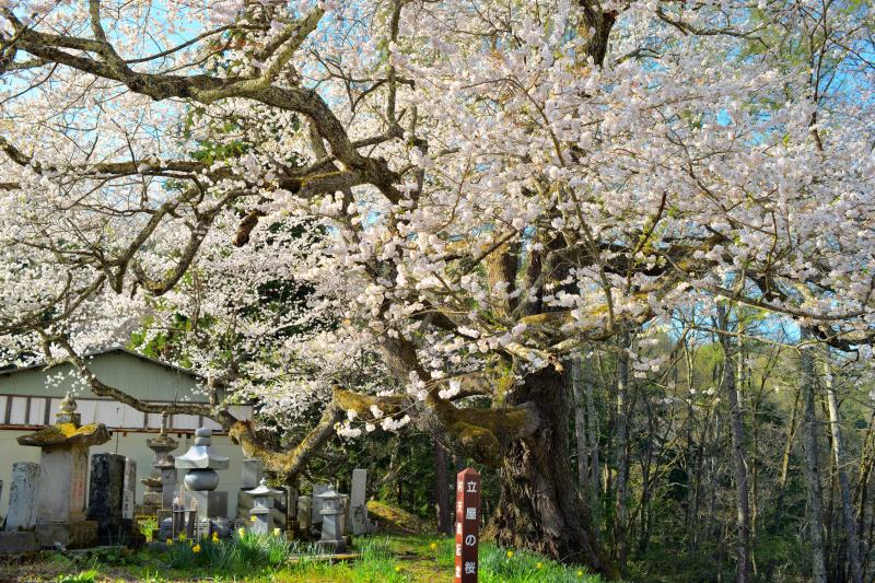 [ 立屋の桜 ]  