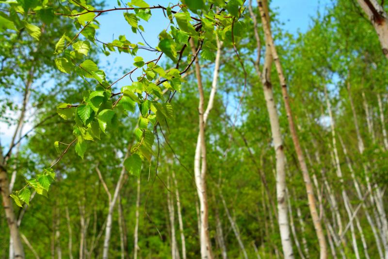 [ 若葉 ]  樹々が芽吹き、鮮やかな新緑。