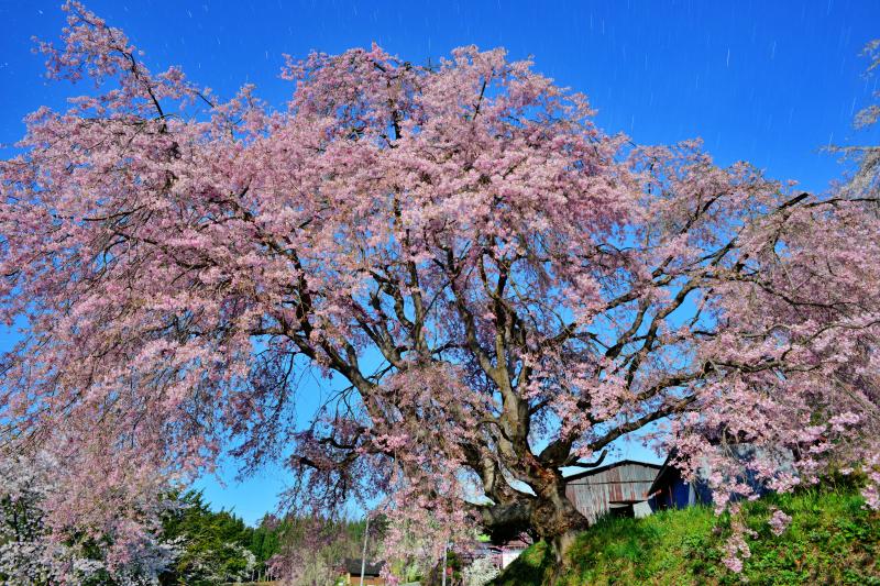 [ 番所の桜 ]  