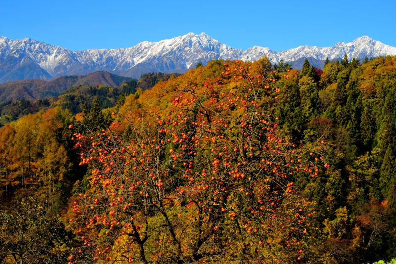 [ 秋の里山風景 ]  冠雪した北アルプスと鈴なりの柿。小川村には「柿の木」が沢山あります。