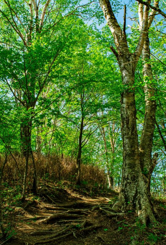 [ 新緑の登山道 ]  