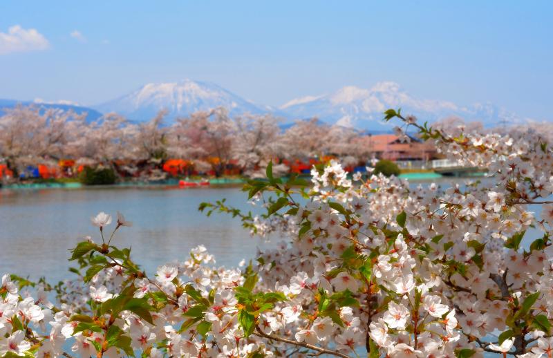 [ 臥竜公園から春の山々を望む ]  竜ヶ池には桜並木が連なり、その奥には残雪の北信五岳が見えます。左が黒姫山、右が妙高山。