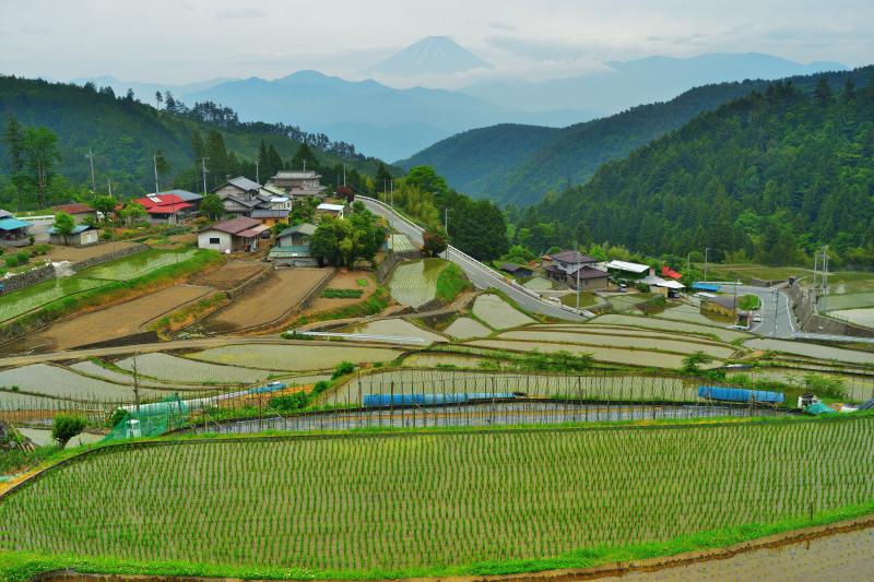 [ 水田と富士山 ]  