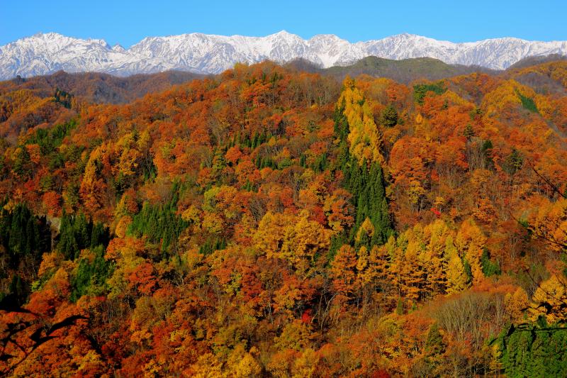 信州 小川村 錦秋| 深まる秋 色鮮やかな紅葉に包まれた小川村。快晴で空気が澄んだ日 冠雪した北アルプスが一望できました。