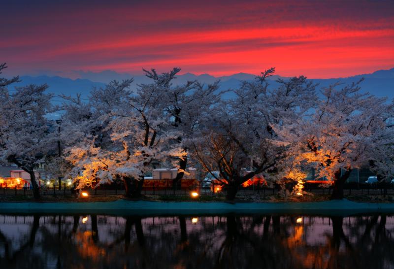 [ 夕暮れの桜並木 ]  日が沈み夕焼け色に染まる空。臥竜公園からは遠くに北アルプスが見えます。