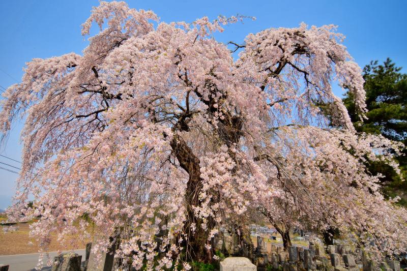 [ 東照寺の枝垂桜 ]  枝振りが良く姿が美しい桜です。