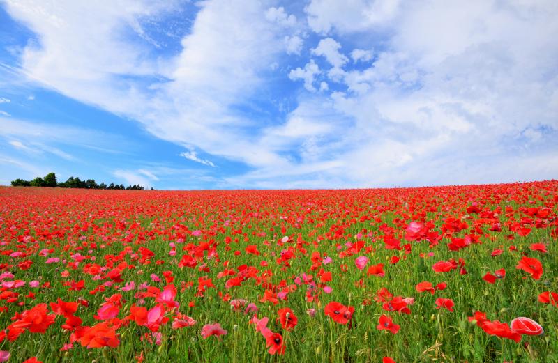 [ ポピーの地平線 ]  どこまでも続いているようなポピー畑。赤い絨毯と空と雲のハーモニー。