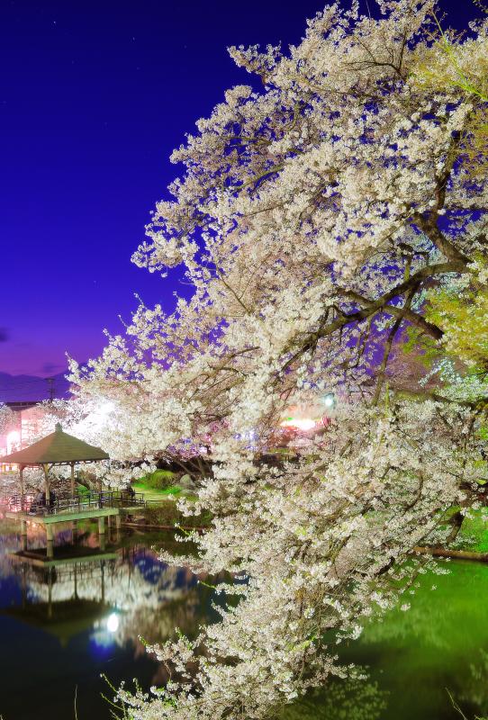 [ 妖艶 ]  艶やかな夜桜と竜ヶ池の水鏡。風の弱い日は水面に桜が映り込みます。
