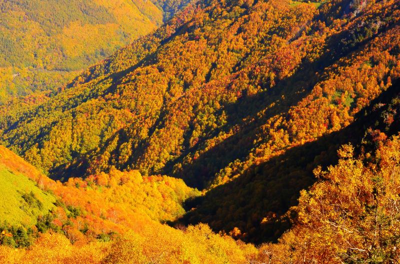 [ 信州 高山村 錦秋 ]  朝陽で輝く紅葉。谷を秋色に彩る樹木。