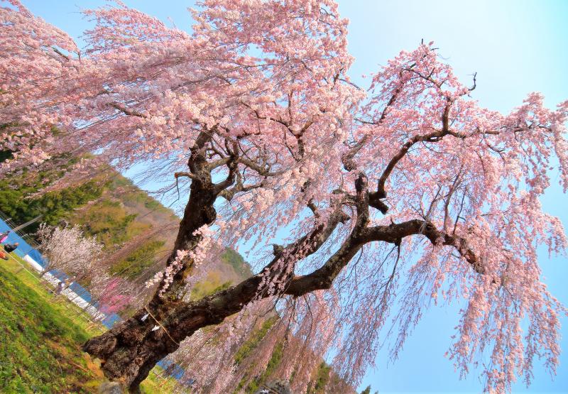 弁天 さん の しだれ 桜