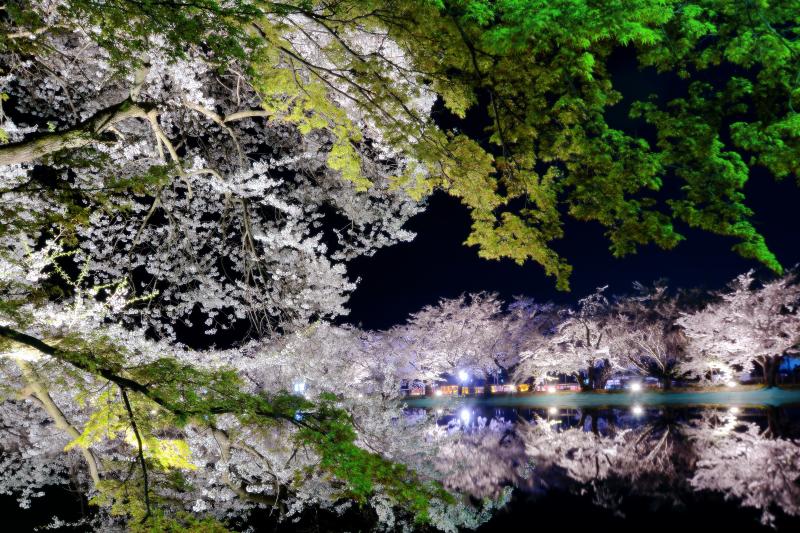 [ 幻想夜桜 ]  対岸の桜並木が竜ヶ池に映り幻想的でした。