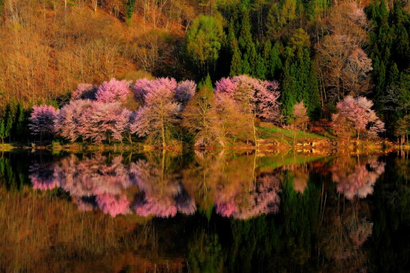 中綱湖 朝景 | 朝陽を受け対岸のオオヤマザクラが輝いていました。湖面に映る桜が印象的でした。