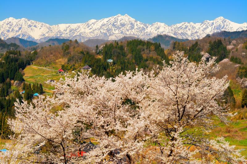 信州 小川村成就 | 雄大な北アルプスの眺め。左から爺ヶ岳、鹿島槍ヶ岳、五竜岳。