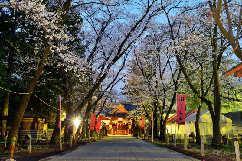 [ 眞田神社 ]  東虎口櫓門をくぐった所にある真田神社。参道に立ち並ぶ桜並木。神社幕には「六文銭」「永楽通宝」「五三の桐」が描かれています。境内には真田井戸があります。