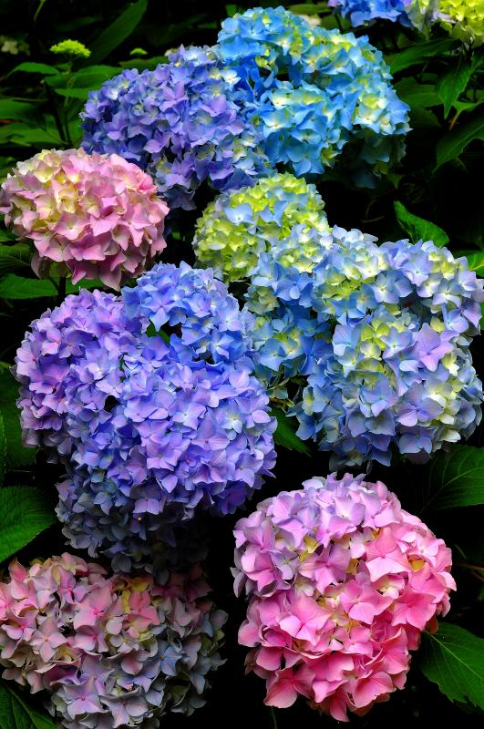 信州 善光寺平 紫陽花めぐり ピクスポット 絶景 風景写真 撮影スポット 撮影ガイド カメラの使い方