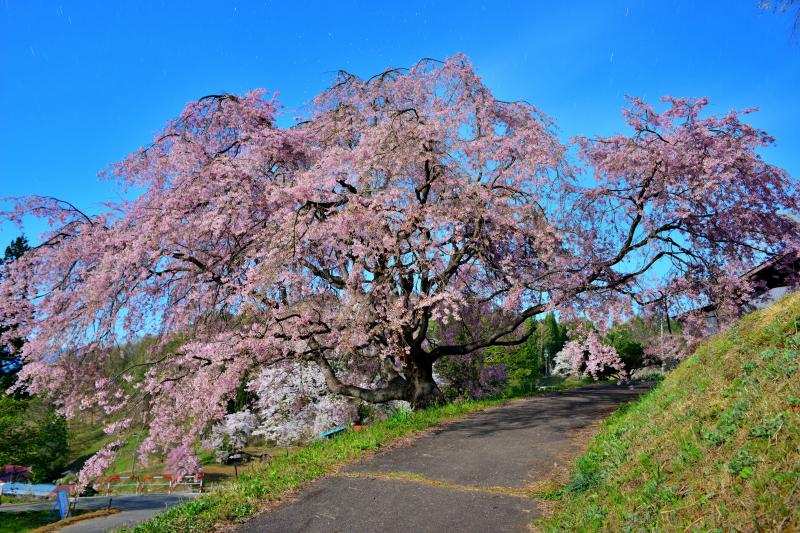 [ 番所の桜 ]  