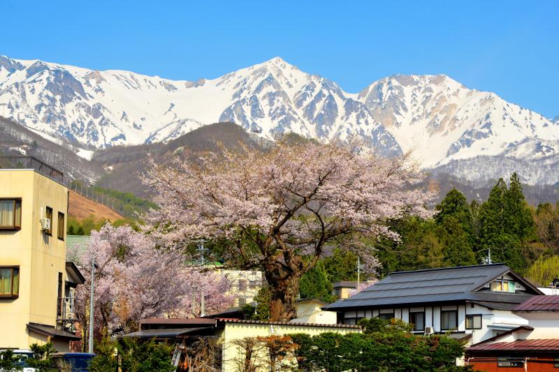 [ 八方温泉・八方の湯付近の桜 ]  山にも負けない存在感のある桜でした。背後には残雪の白馬鑓と杓子岳がそびえています。