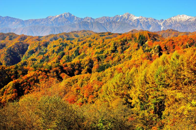 [ 秋のグラデーション ]  北アルプスへと続く山々が秋色に染まります。豊かな植生・日当り良好・風の影響が少ない、小川村は紅葉の条件が整った場所。