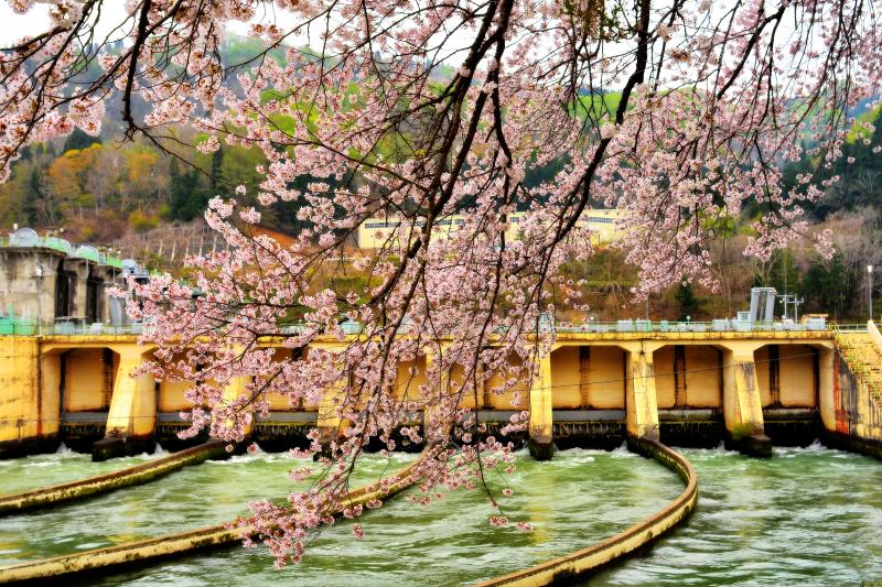 [ 取水口と桜 ]  千曲川から取水された水はカーブして信濃川発電所に流れていきます。