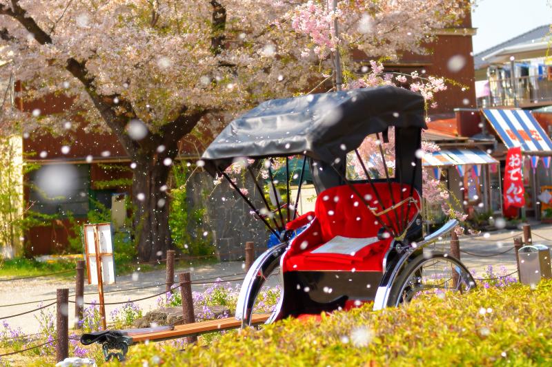 [ 桜雪 ]  日本さくら名所100選に選ばれており、臥竜公園「さくらまつり」が開催されている。