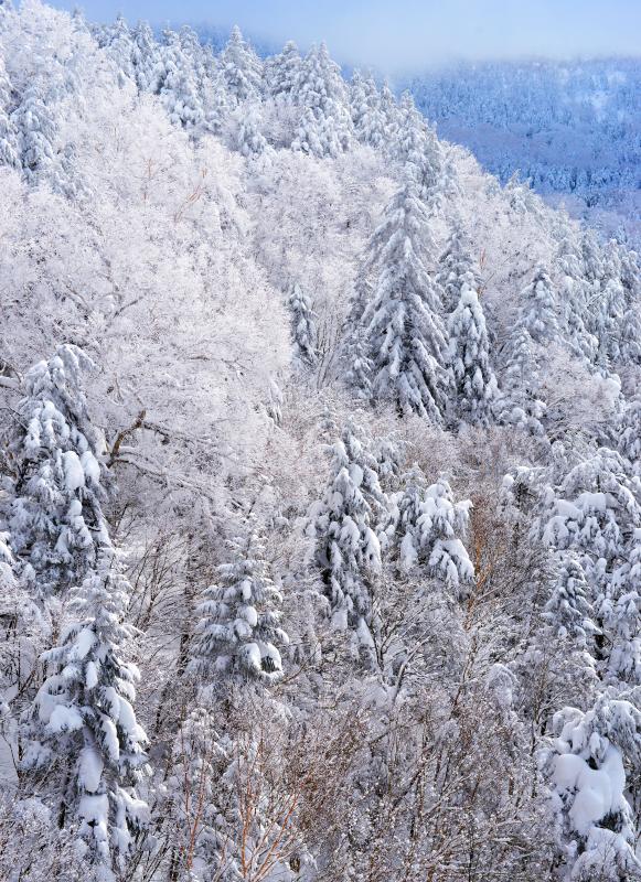 [ 針葉樹と落葉樹 ]  日中の最高気温が氷点下の真冬日。霧が晴れると落葉樹には霧氷が。志賀高原にある針葉樹は樹氷に覆われます。