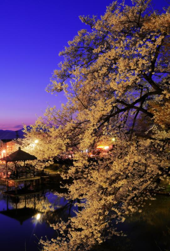 [ 夕暮れ桜 ]  日没後、次第に空が暗くなりライトアップされた桜が輝いていきます。池に浮かぶ東屋は人気の絶景ポイントです。