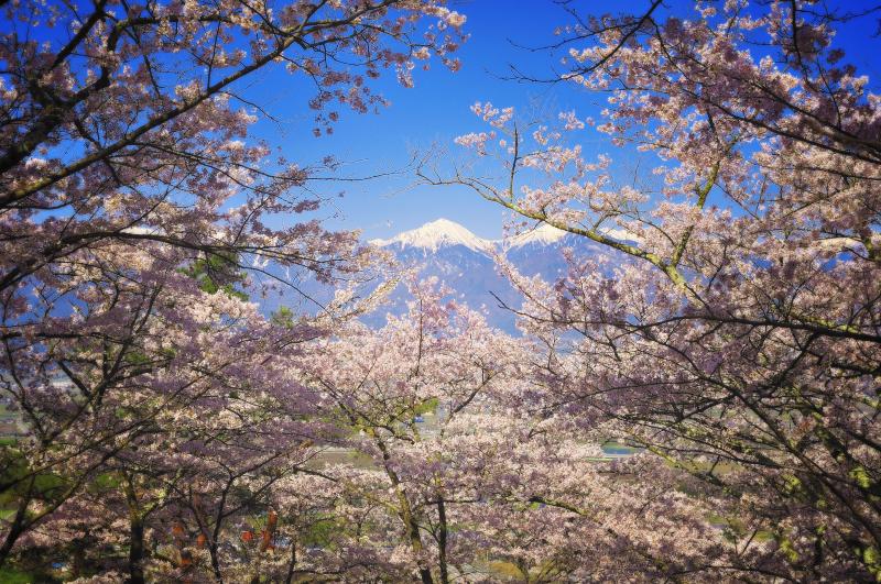 [ 桜フレーム ]  快晴で空気が澄んだ安曇野。桜越しに常念岳を望む。
