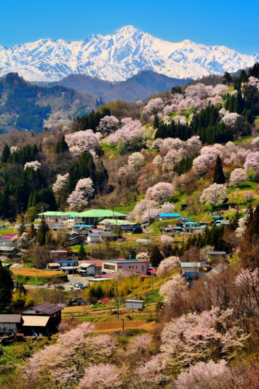 [ 二反田の桜 ]  