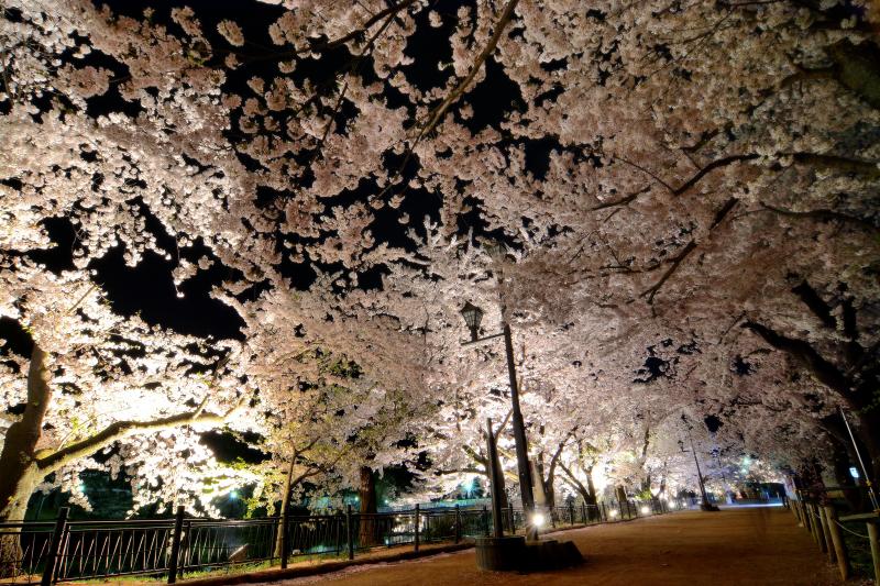 [ 桜トンネル ]  