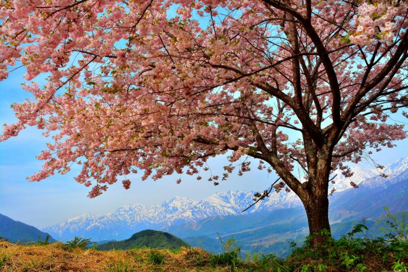 八重桜と後立山連峰| 残雪の北アルプスと見事に咲き誇る八重桜。雪深い小谷村の春。